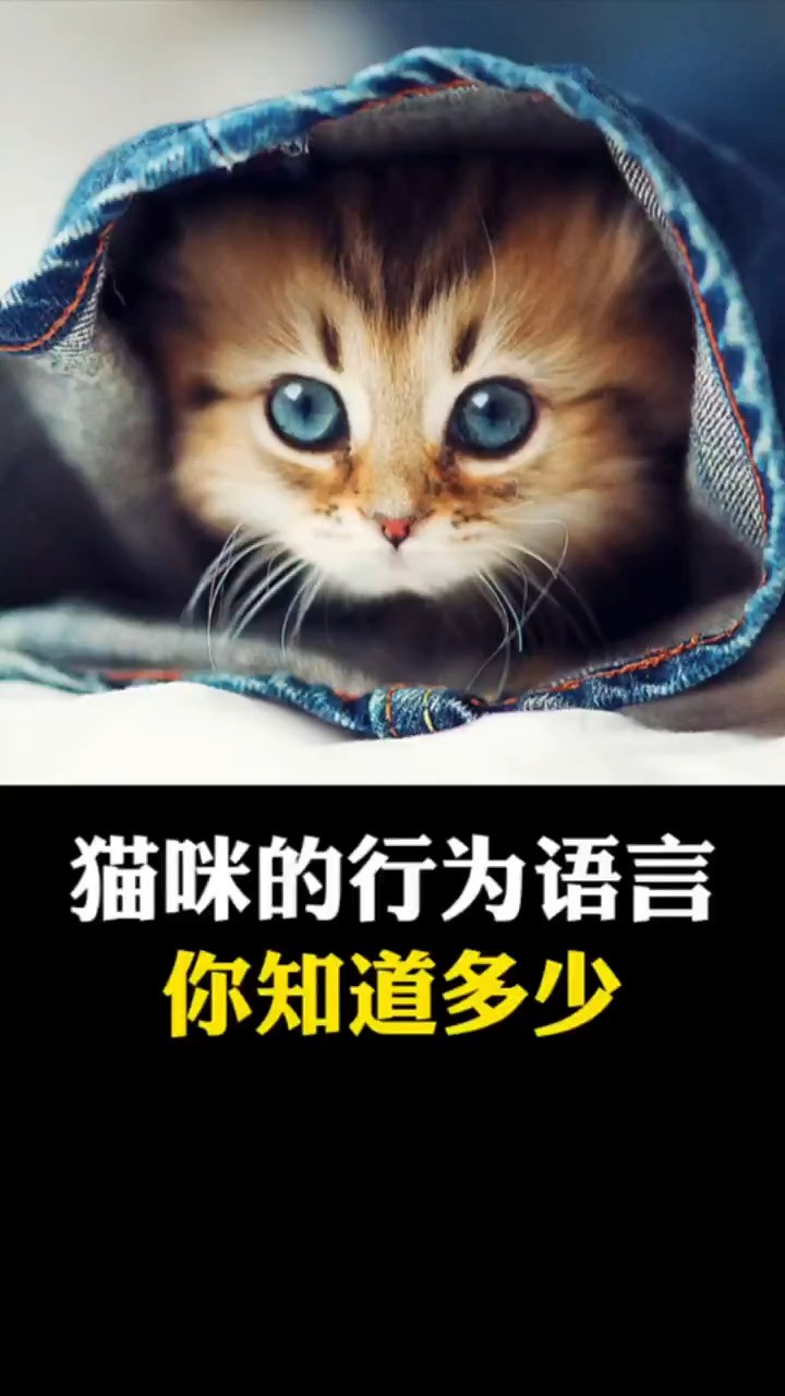 猫咪的行为语言,你知道多少?