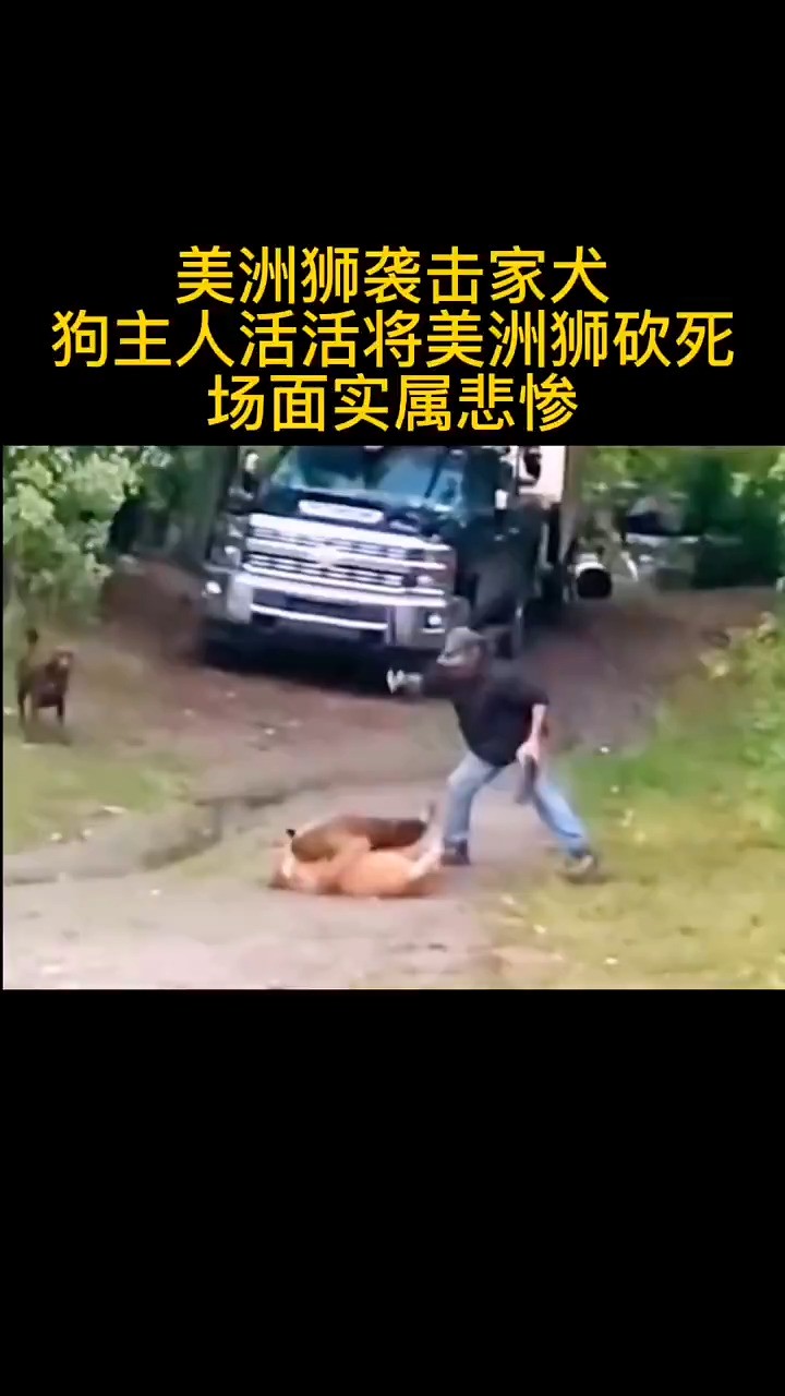 美洲狮袭击家犬,狗主人活活将美洲狮砍死,场面实属悲惨