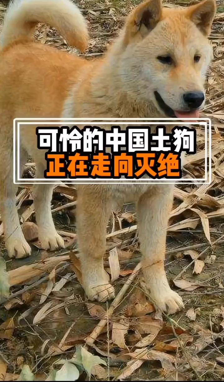 中国土狗#科普