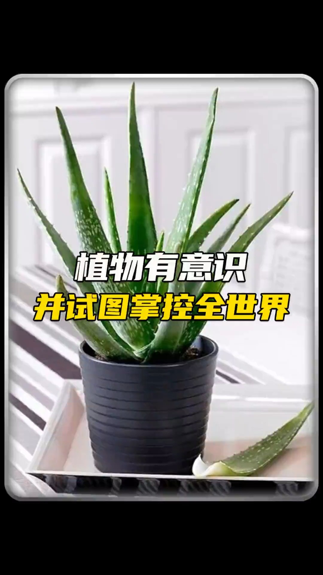  植物竟然也有意识?