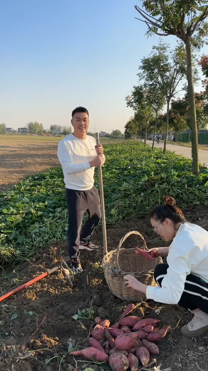 今天跟我奶去地里刨红薯,挖红薯的乐趣就像开盲盒一样,你永远不知道下一次挖出来的是大是小.平凡的日子里,丰收就是最大的喜悦.#农村生活 #神评...