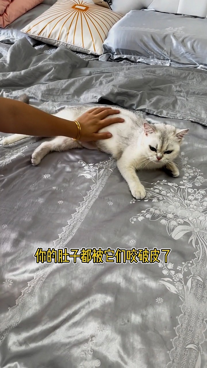  猫妈妈太伟大了 