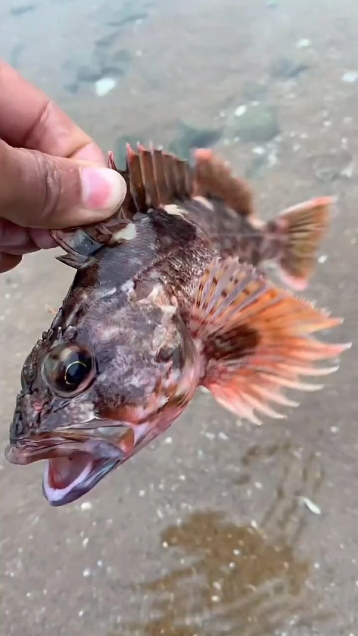 海边赶海抓海鲜,发现了一条石九公,还有许多奇怪的海洋小生物