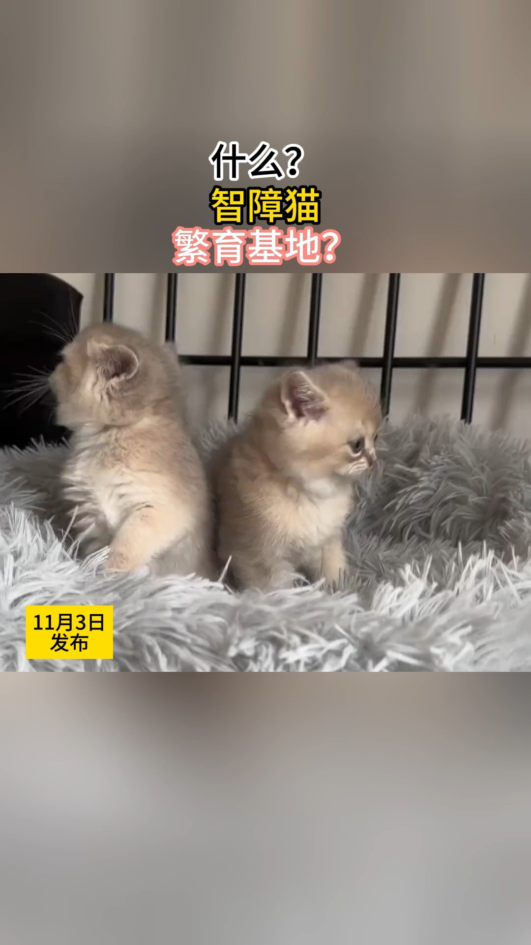 什么?智障猫繁育基地??#萌宠出道计划 