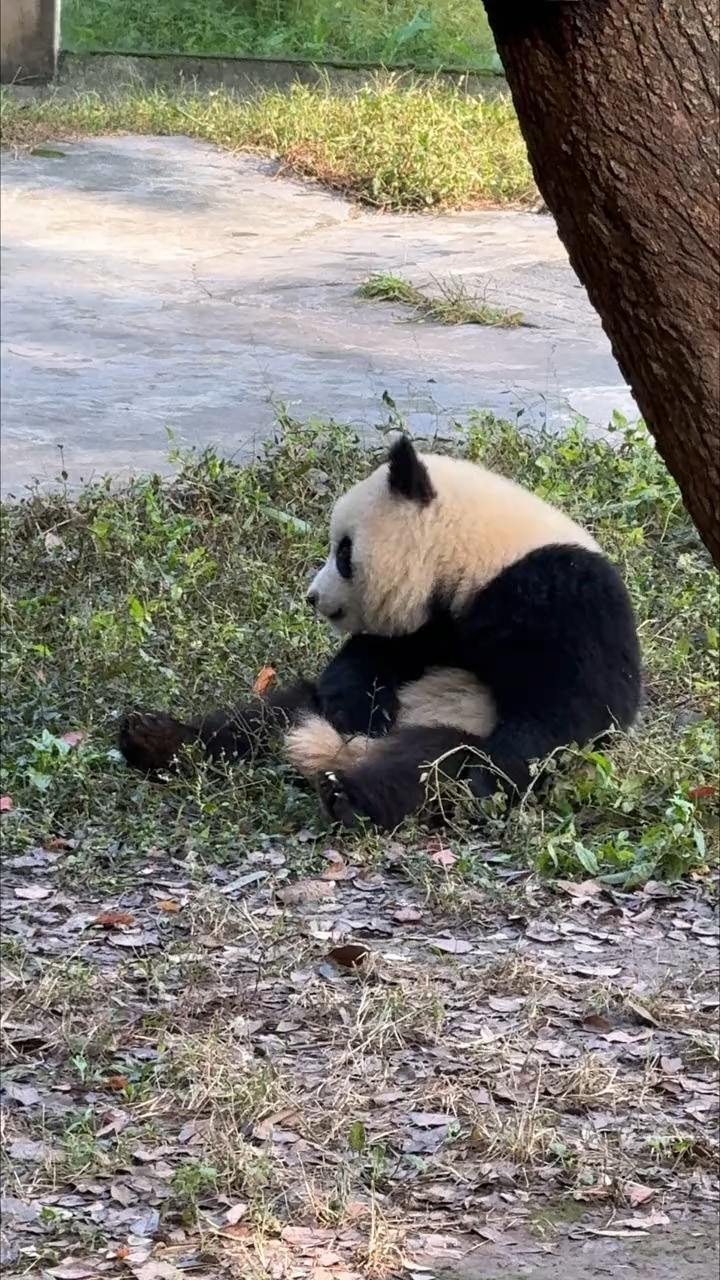 渝爱小朋友你为什么那么可爱#大熊猫渝可渝爱 #重庆动物园 #萌宠 #神评即是标题 #百万视友赐神评 