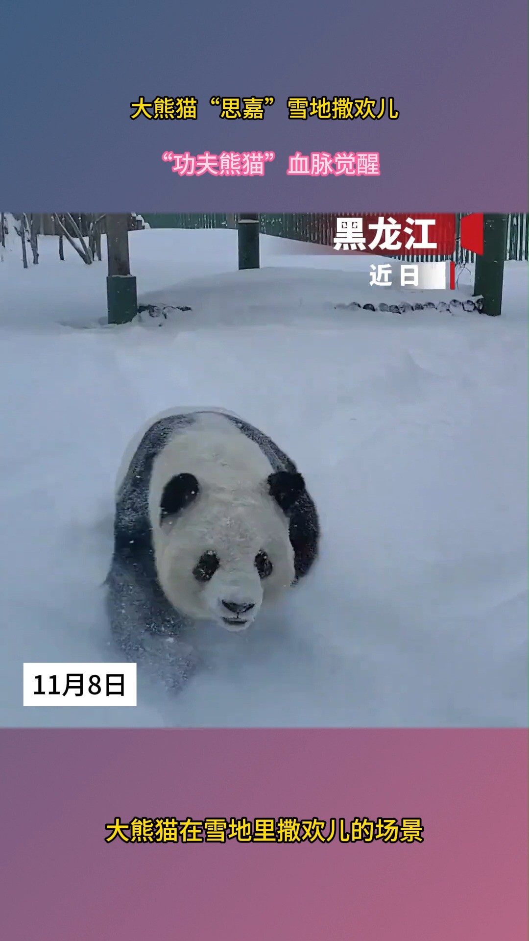 大熊猫“思嘉”雪地撒欢儿,“功夫熊猫”血脉觉醒