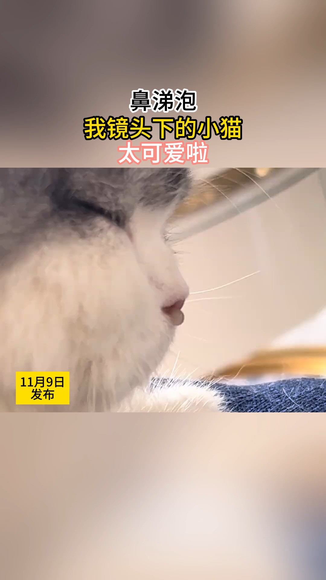 鼻涕泡#我镜头下的小猫