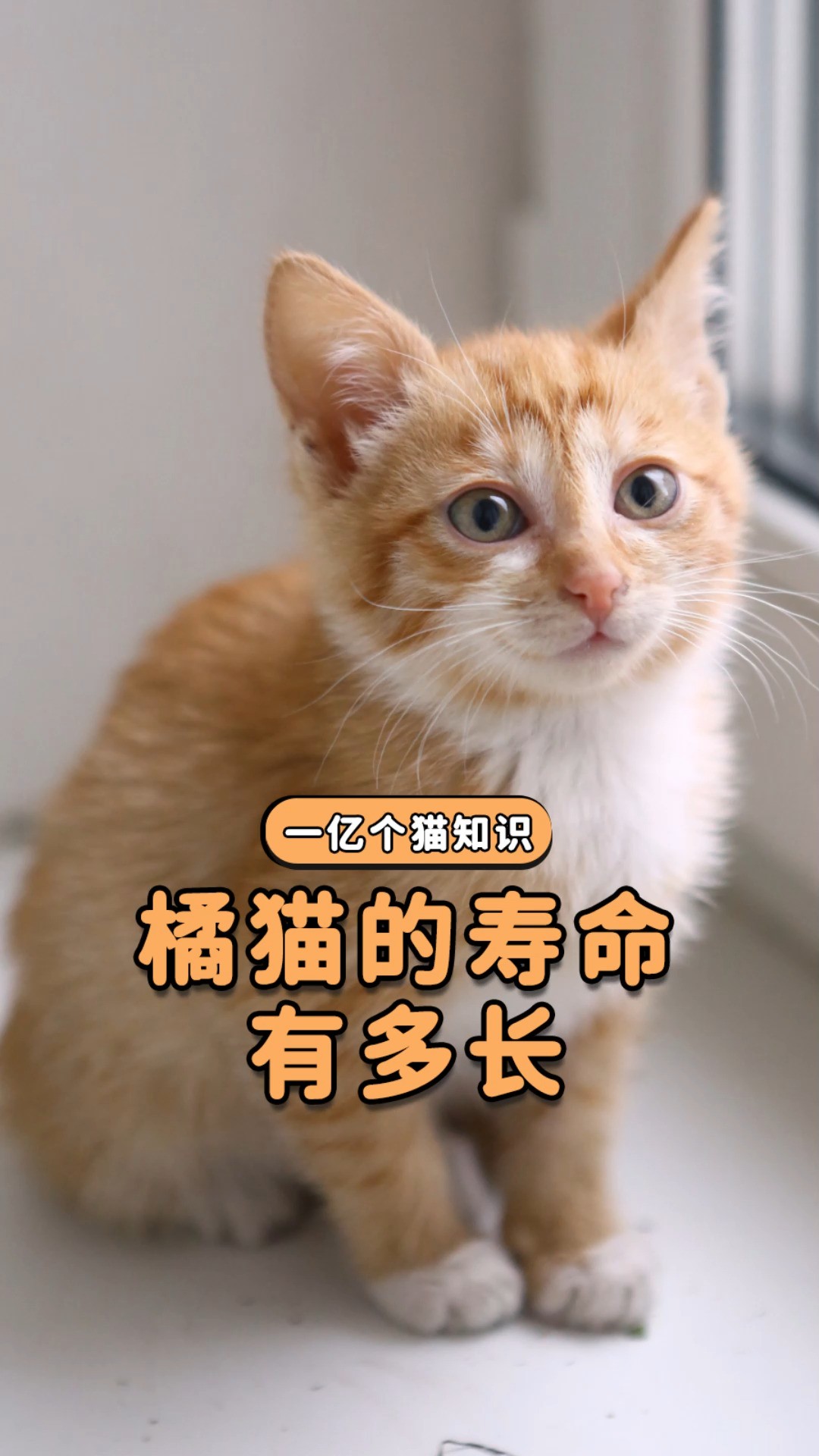 橘猫的寿命有多长?看完你就知道了! 