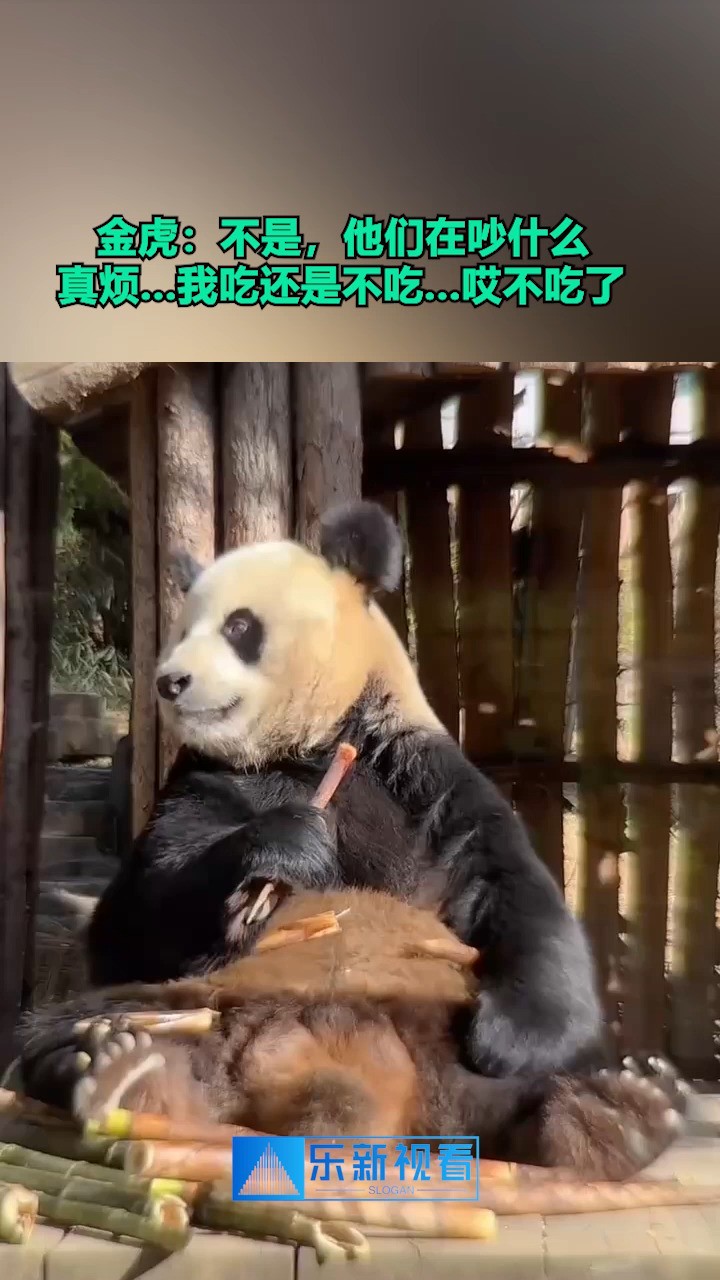 吵什么吵呀