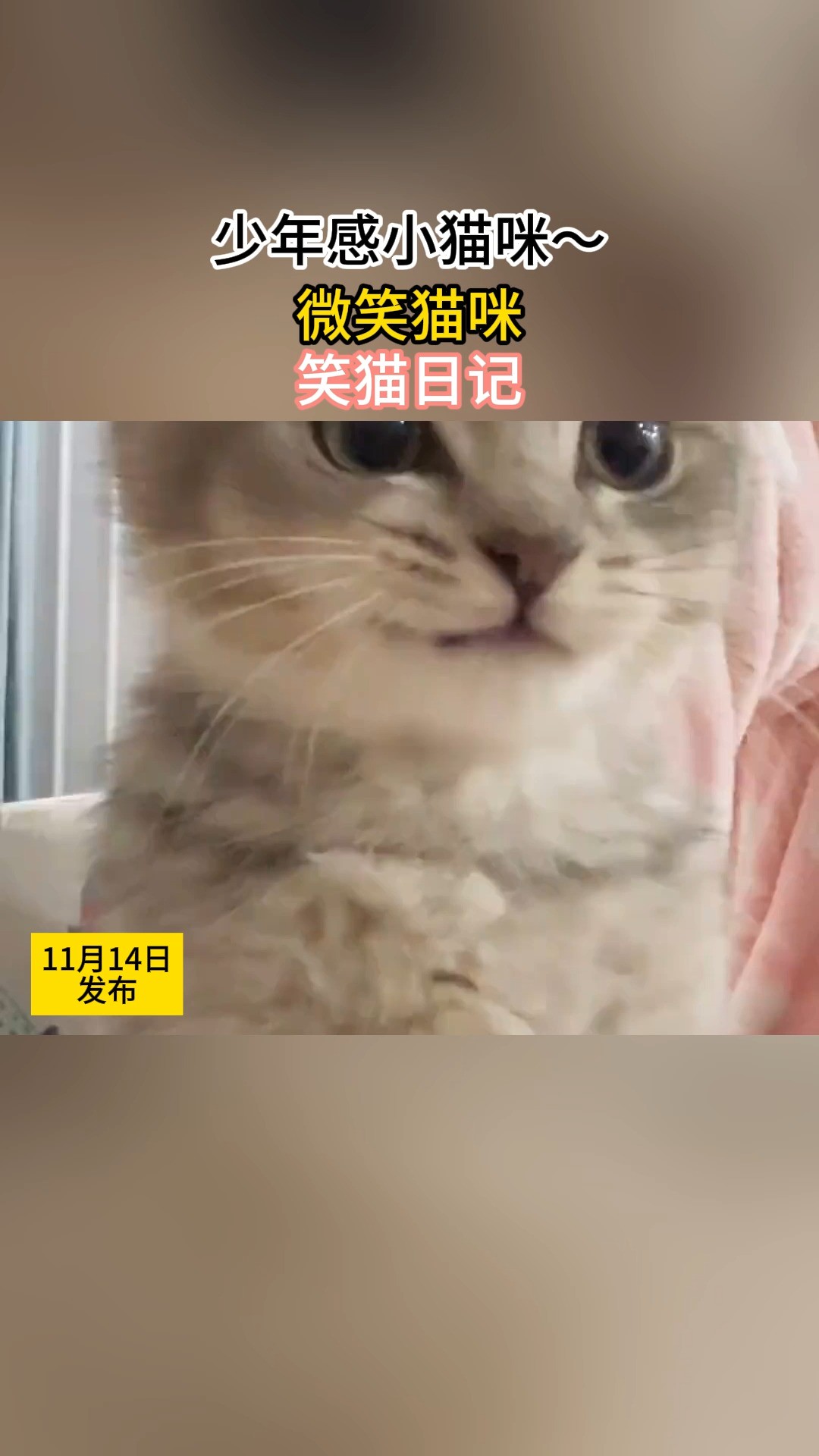 少年感小猫咪~ #微笑猫咪#笑猫日记#暖男