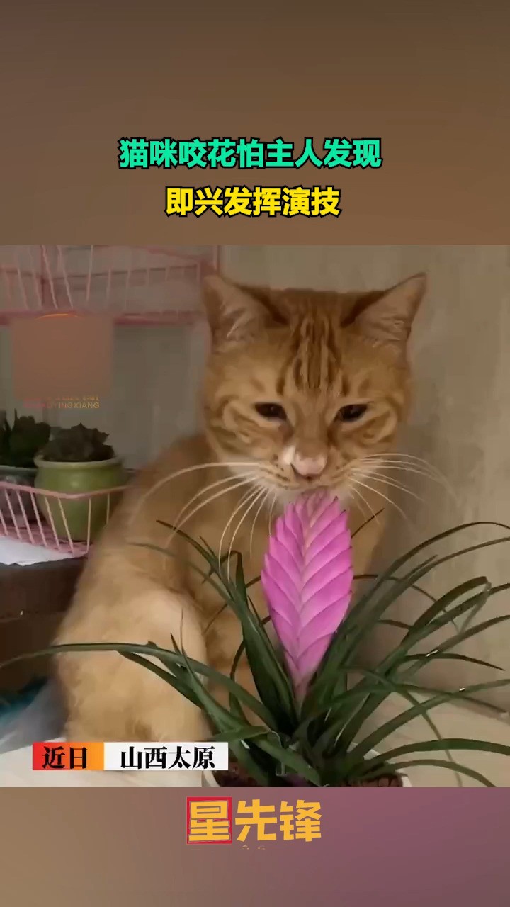 猫咪咬花怕主人发现,即兴发挥演技