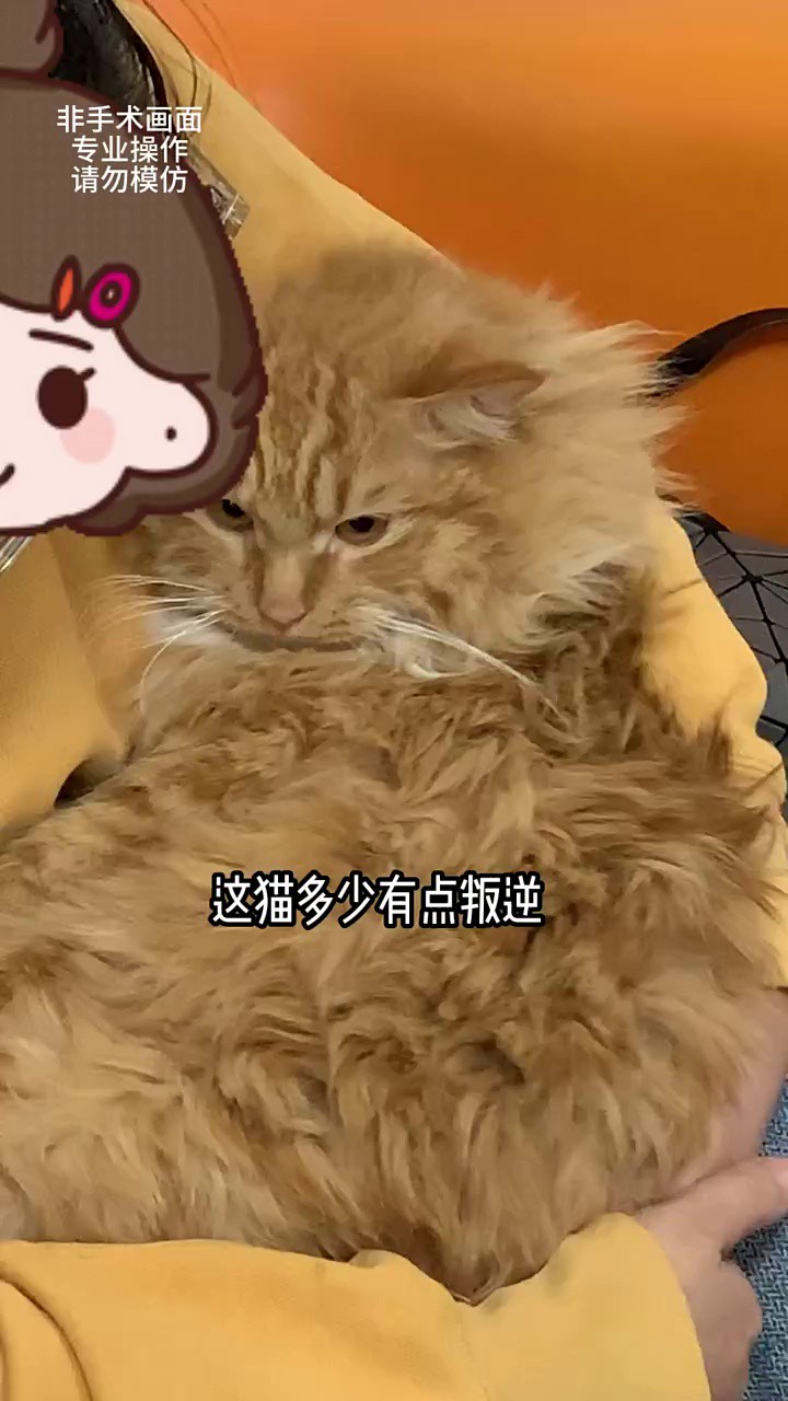 家有萌宠小可爱