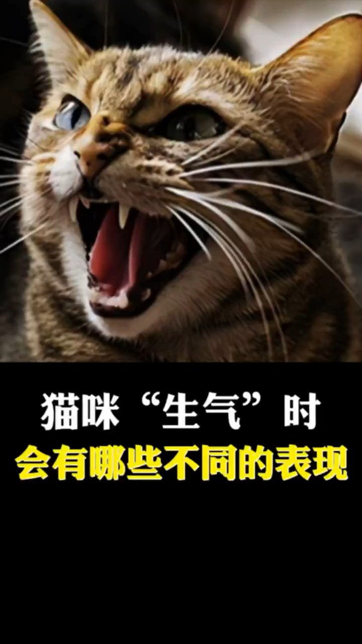 猫咪“生气”时,会有哪些不同的表