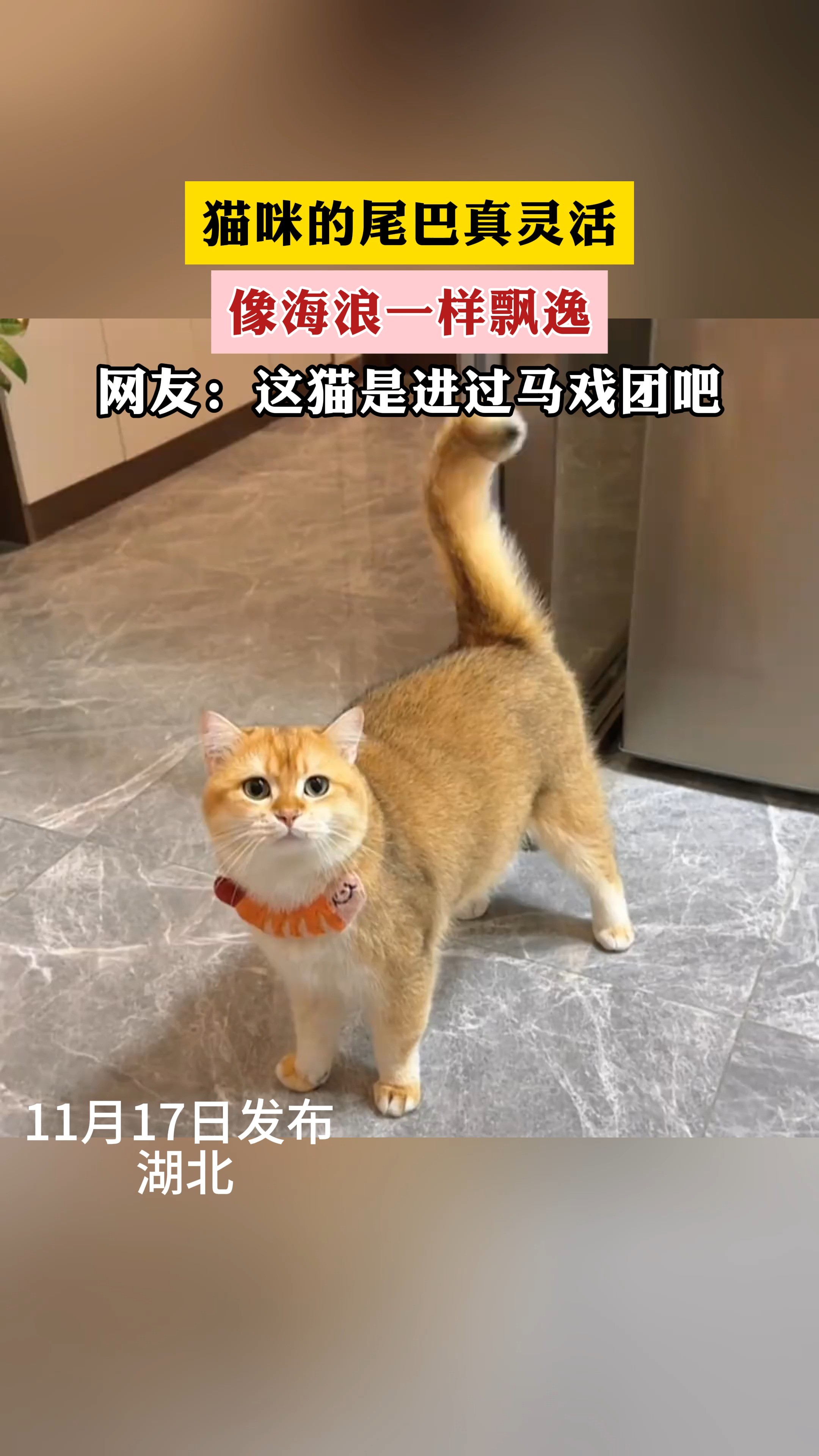 猫咪的尾巴真灵活,像海浪一样飘逸.网友:这猫是进过马戏团吧