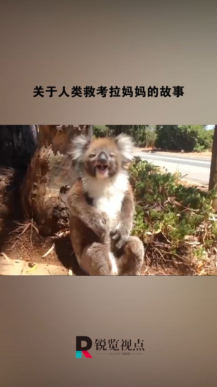 关于人类救考拉妈妈的故事