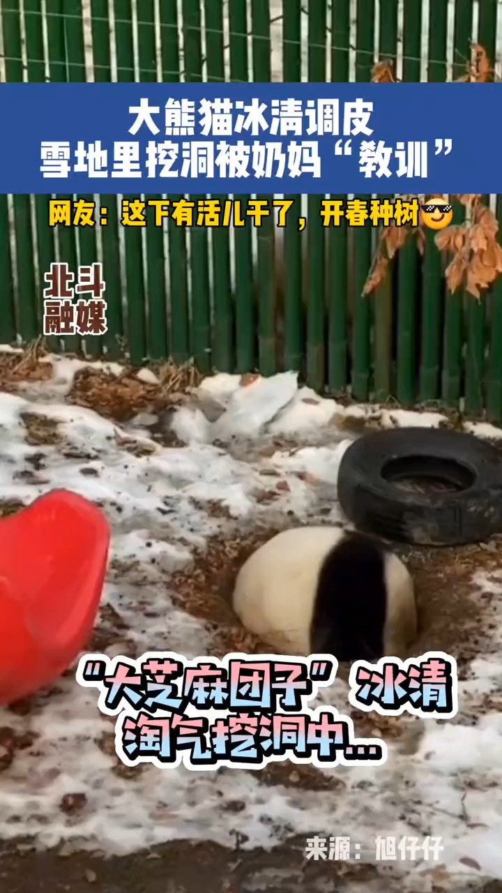 11月19日,辽宁沈阳.大熊猫冰清调皮,雪地里挖洞被奶妈“教训”!网友:这下有活儿干了,开春种树𐟘Ž#熊猫冰清 #冰清 #大熊猫 #动物的迷惑行为 #大...