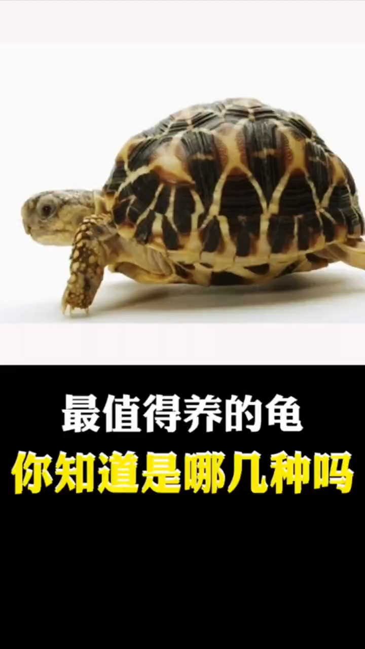 最值得养的龟,你知道是哪几种吗?