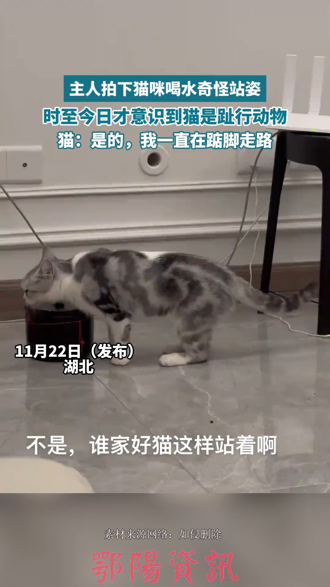 冷知识get√!# 猫狗都是趾行动物.