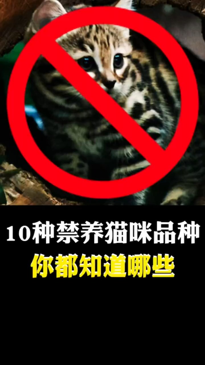 10种禁养猫咪品种,你都知道哪些?