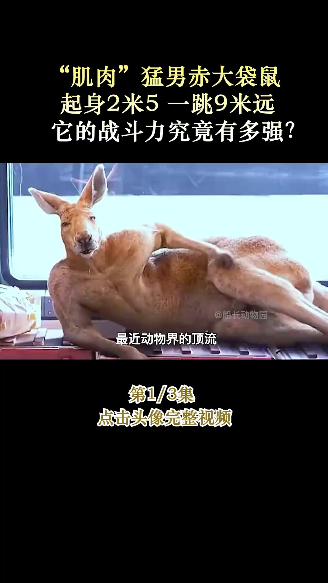 “肌肉”猛男赤大袋鼠,起身2米5,一跳9米远,它的战斗力究竟有多强?赤大袋鼠红袋鼠金刚鼠奇妙的动物