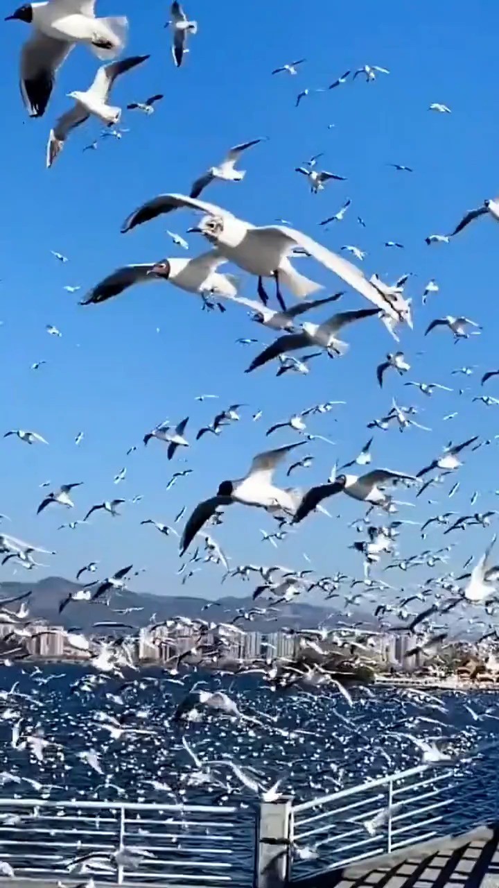 美丽的海鸥呀,舒展着翅膀,在碧海蓝天中自由翱翔