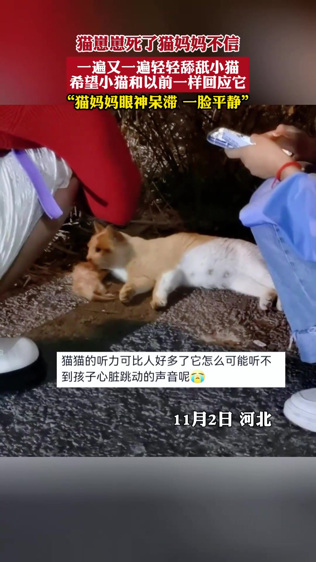 一遍又一遍轻轻舔舐小猫,希望小猫和以前一样回应它