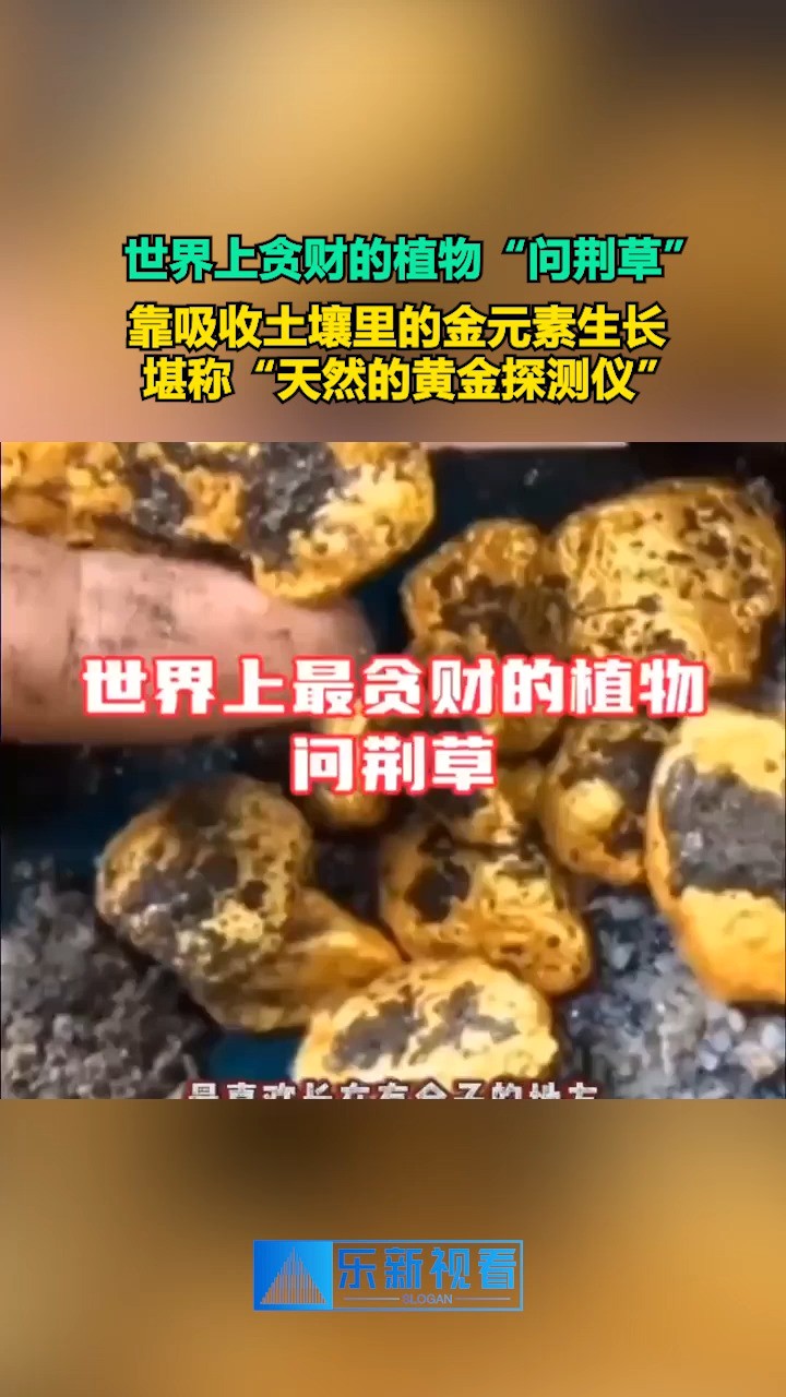 世界上贪财的植物“问荆草”,靠吸收土壤里的金元素生长, 堪称“天然的黄金探测仪”