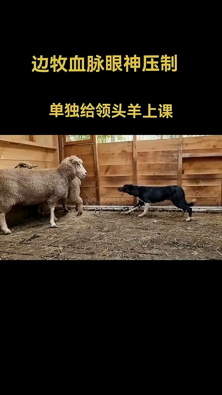 #边境牧羊犬