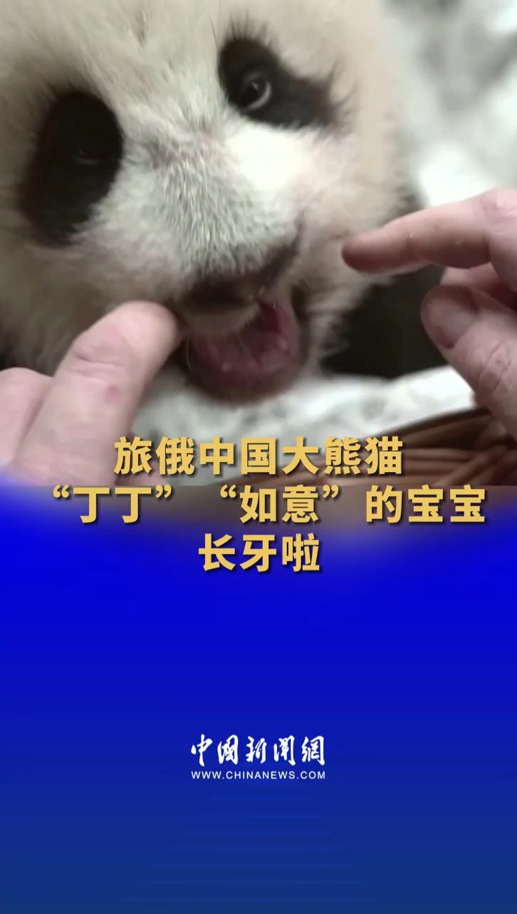 旅俄中国大熊猫“丁丁”“如意”的宝宝长牙啦