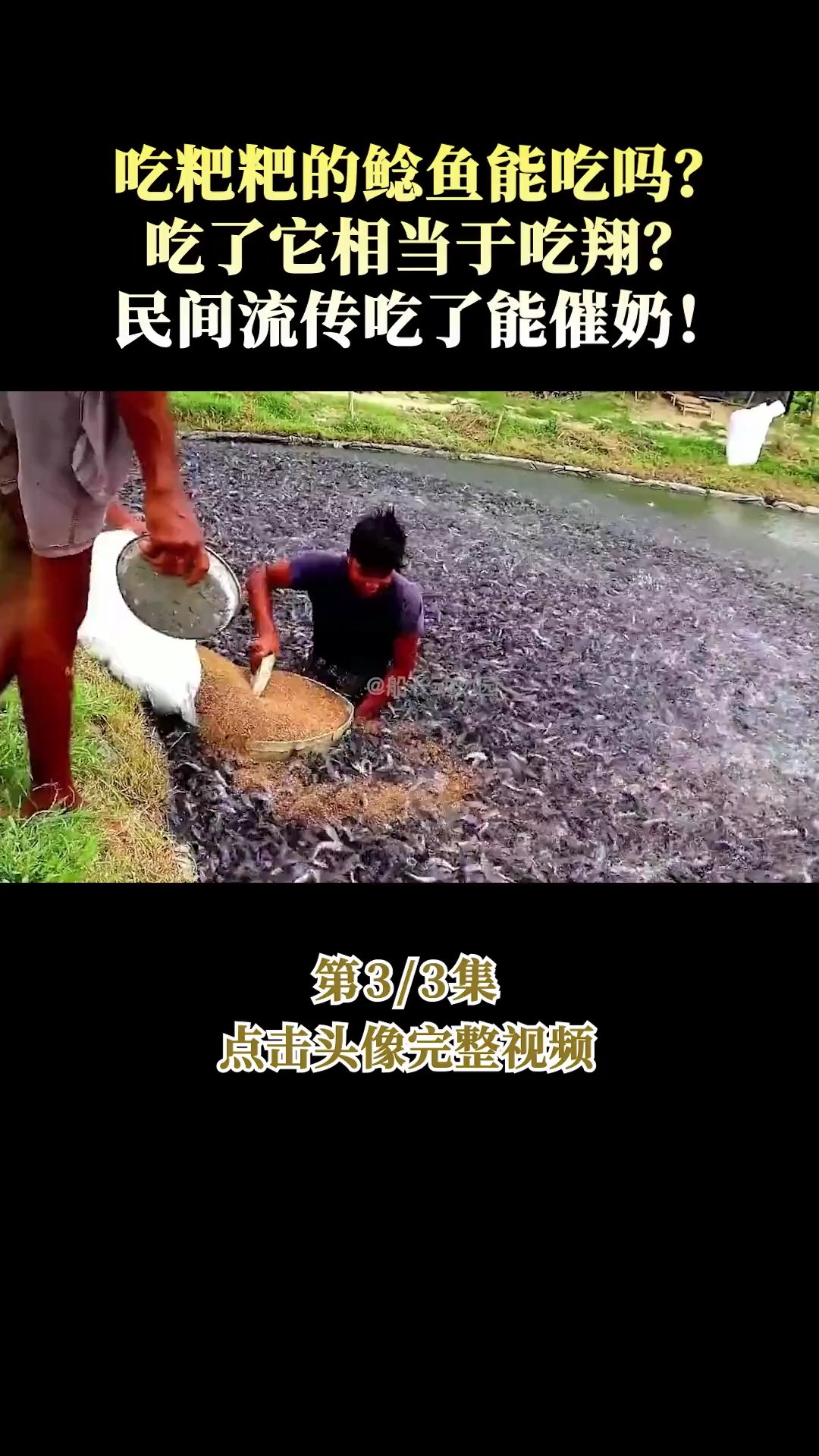 吃粑粑的鲶鱼能吃吗?吃了它相当于吃翔?民间流传吃了能催奶!鲶鱼塘角鱼埃及鲶鱼