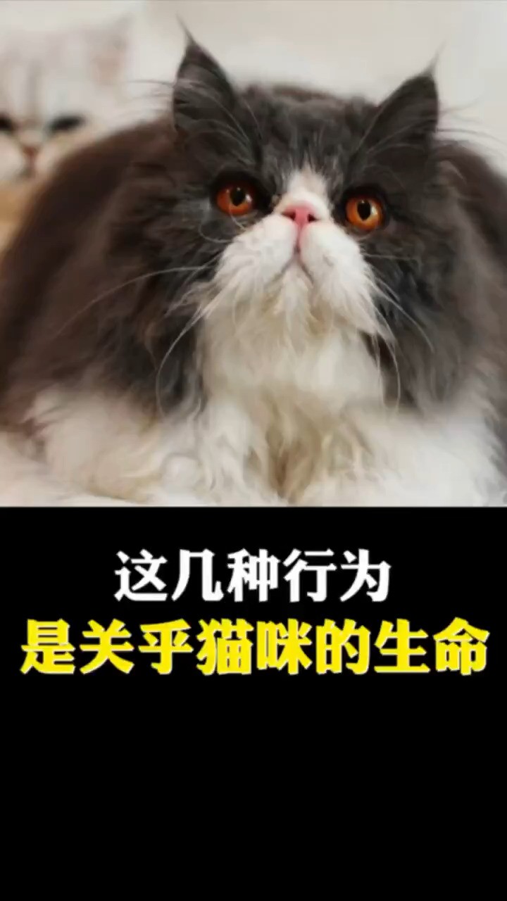 这几种行为是关乎猫咪的生命