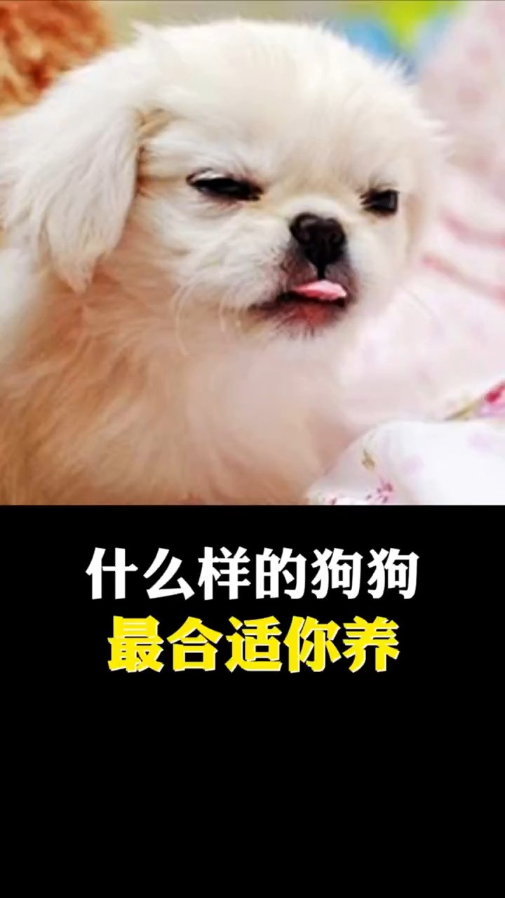 什么样的狗狗,最合适你养