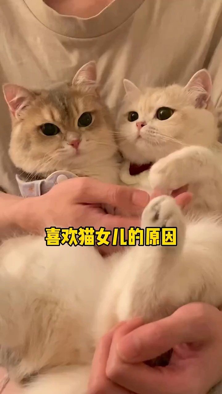 小猫咪的性格差异