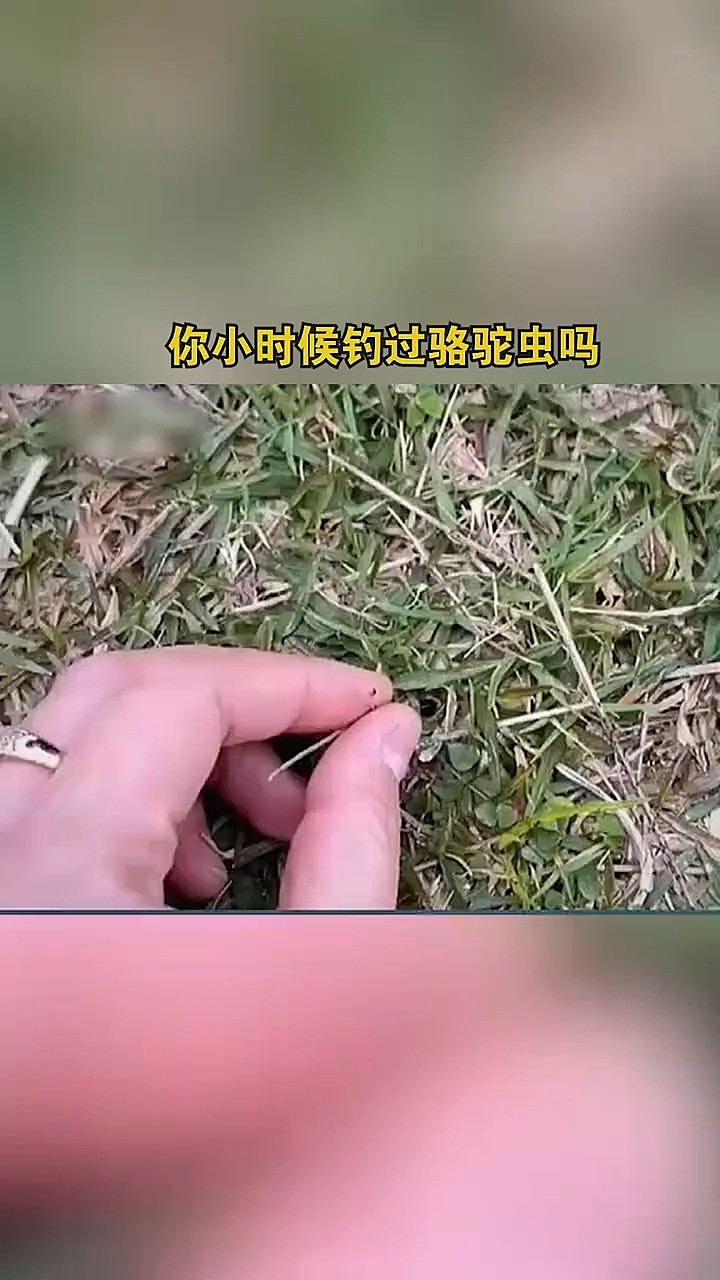 你小时候钓过骆驼虫吗