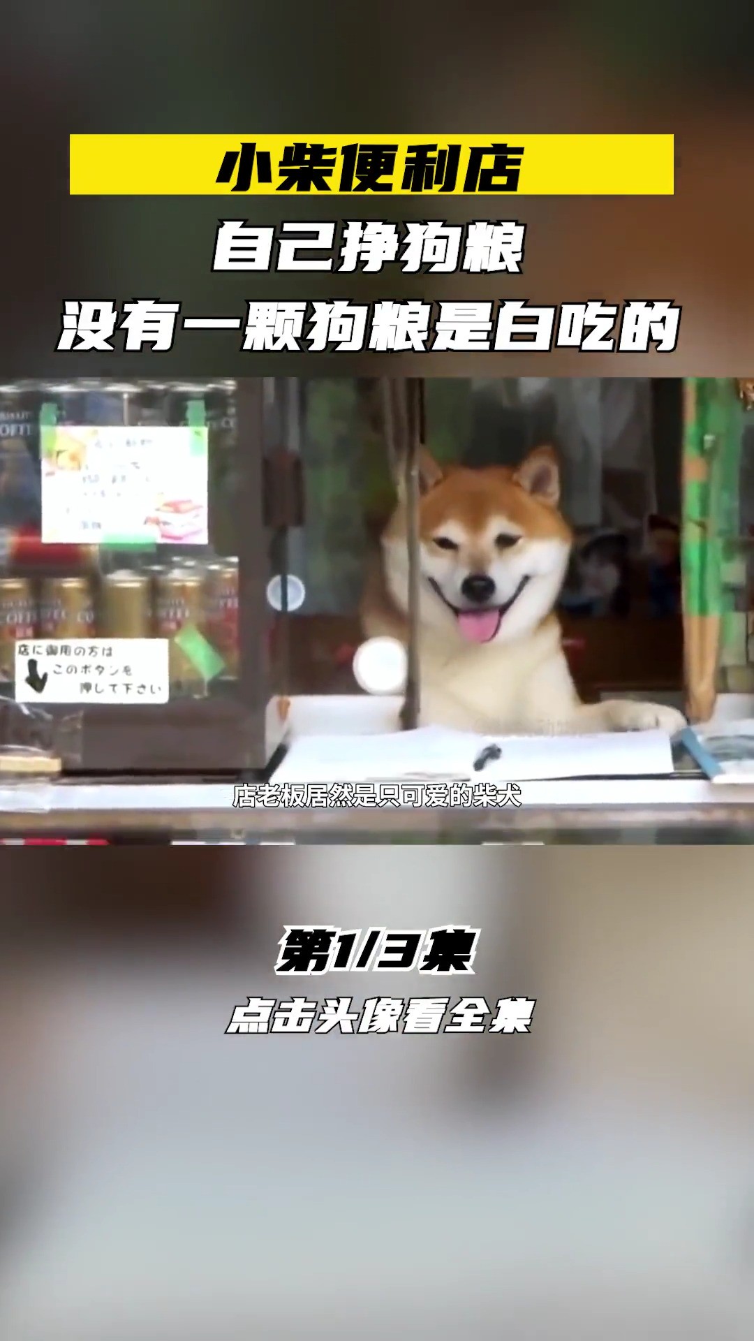 柴犬开便利店,猴子当服务员,动物也要打工赚钱,养活自己了吗?柴犬动物的迷惑行为人与动物神奇动物在