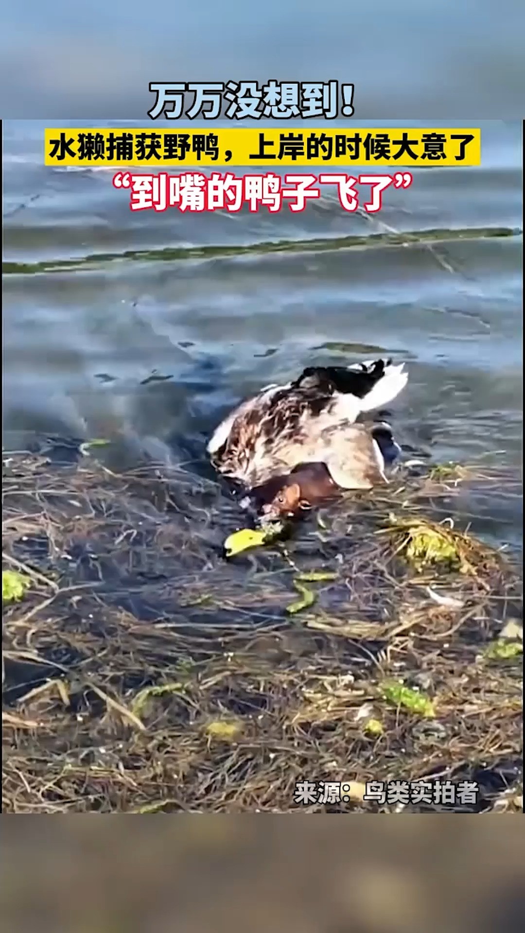 水獭捕获野鸭,上岸的时候大意了,到嘴的鸭子飞了 