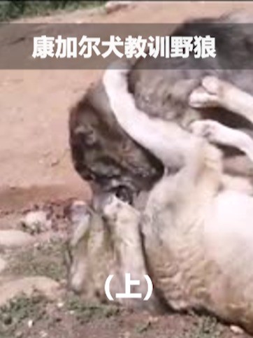 康加尔犬教训野狼,野狼的结局真惨 #影视 (上)