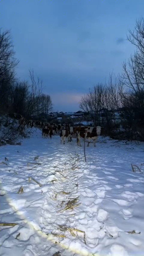 昨天和黑眼圈说领着这一帮牛从上边走,今天又从下边回来了,这个黑眼圈年龄大了可能有时记性不好 #神评即是标题 #百万视友赐神评 