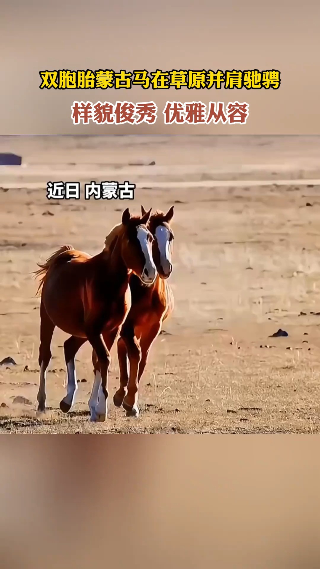 双胞胎蒙古马在草原并肩驰骋,样貌俊秀,优雅从容#双胞胎蒙古马