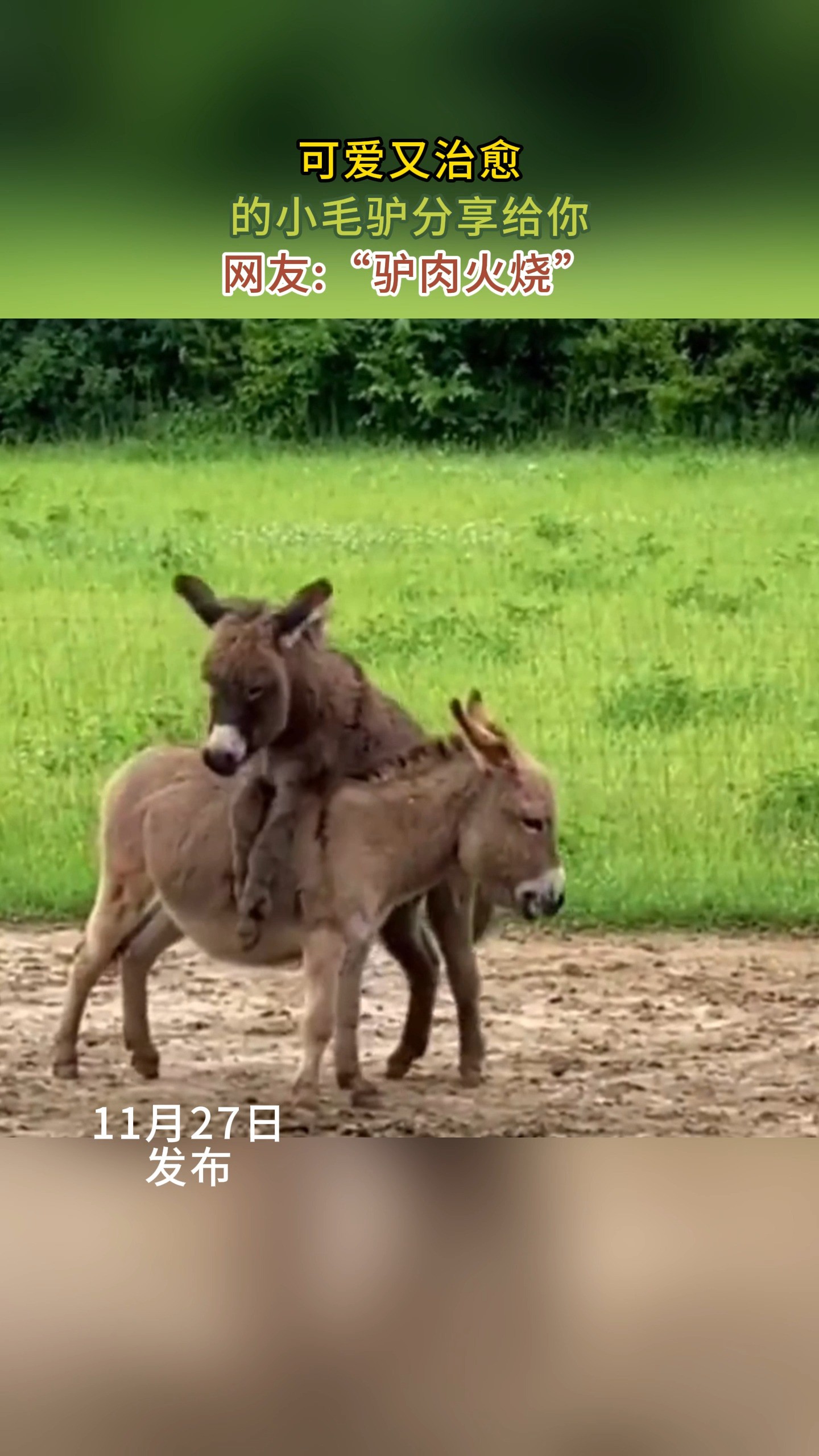 可爱又治愈的小毛驴分享给你.网友:“驴肉火烧”