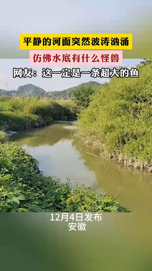 平静的河面突然波涛汹涌,仿佛水底有什么怪兽.网友:这一定是一条超大的鱼