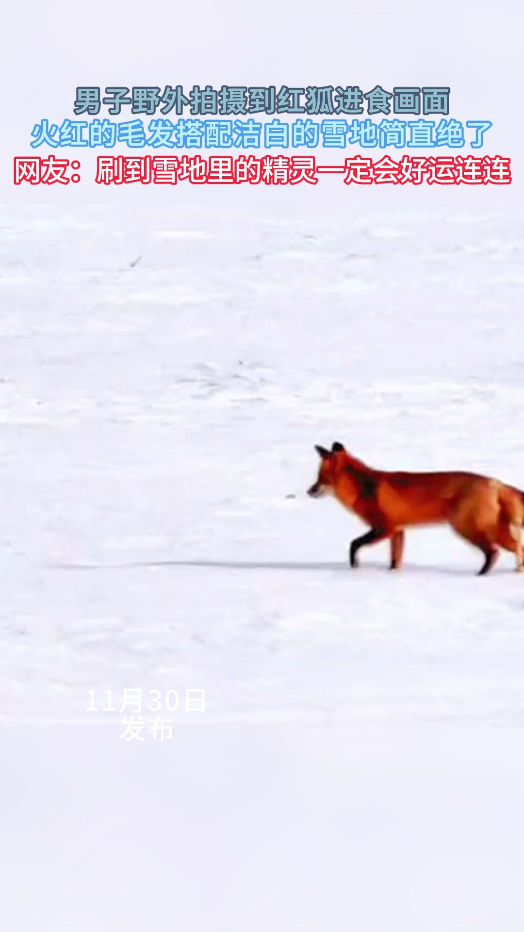 男子野外拍摄到红狐进食画面火红的毛发搭配洁自的雪地简直绝了网友'刷到雪地里的精灵一定会好运连连