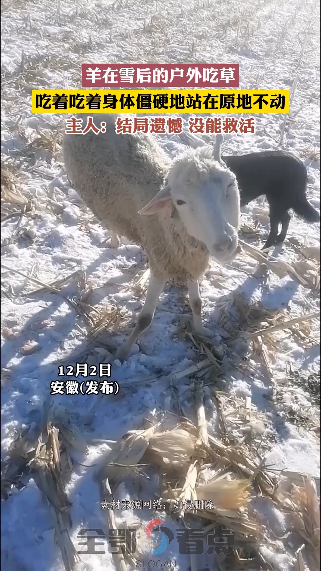 东三省的雪 羊在雪后的户外吃草,吃着吃着身体僵硬地站在原地不动.