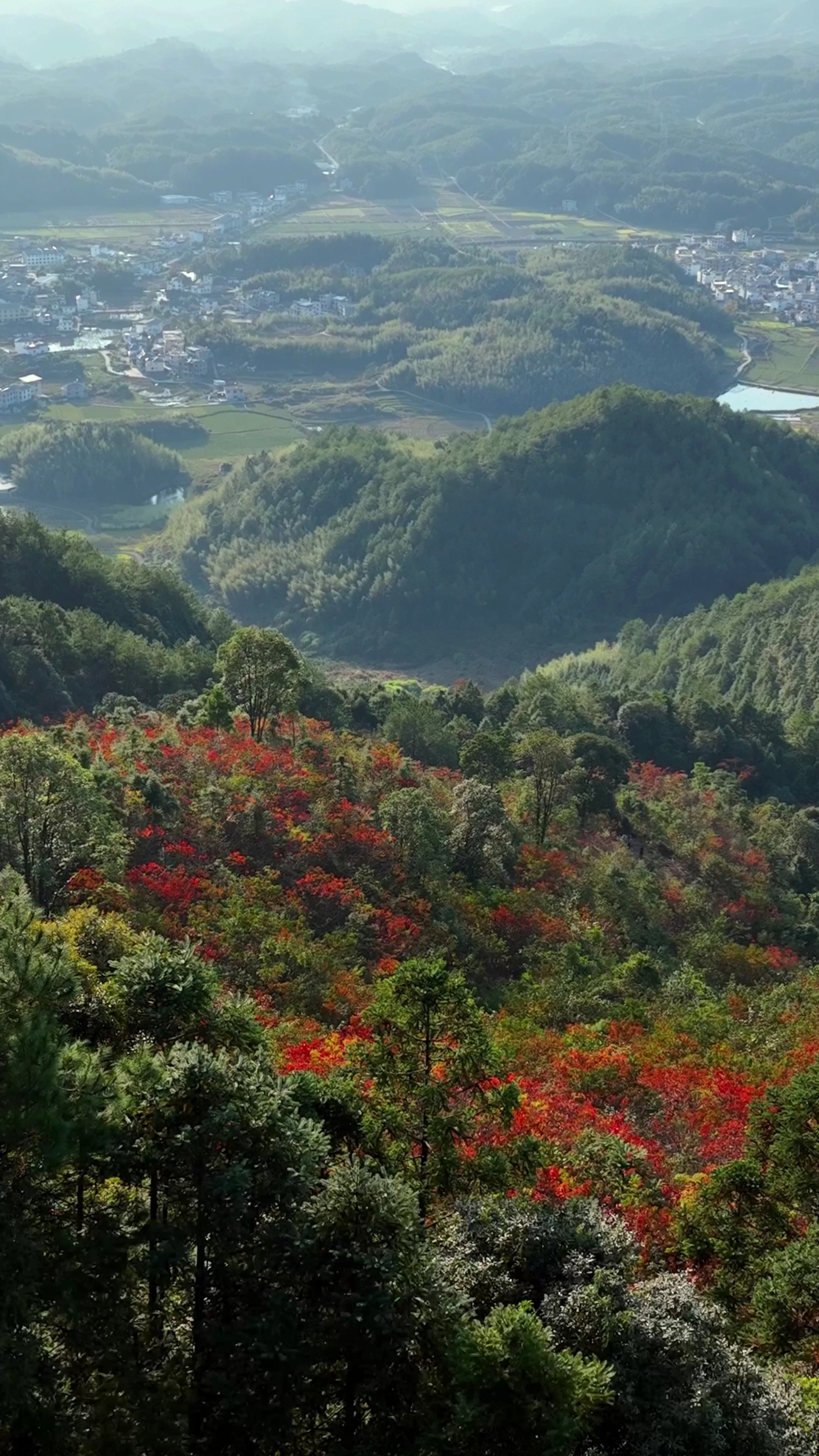 连城塘前:310万棵乌桕 漫山红遍 进入最佳观赏期 #我所热爱的生活 