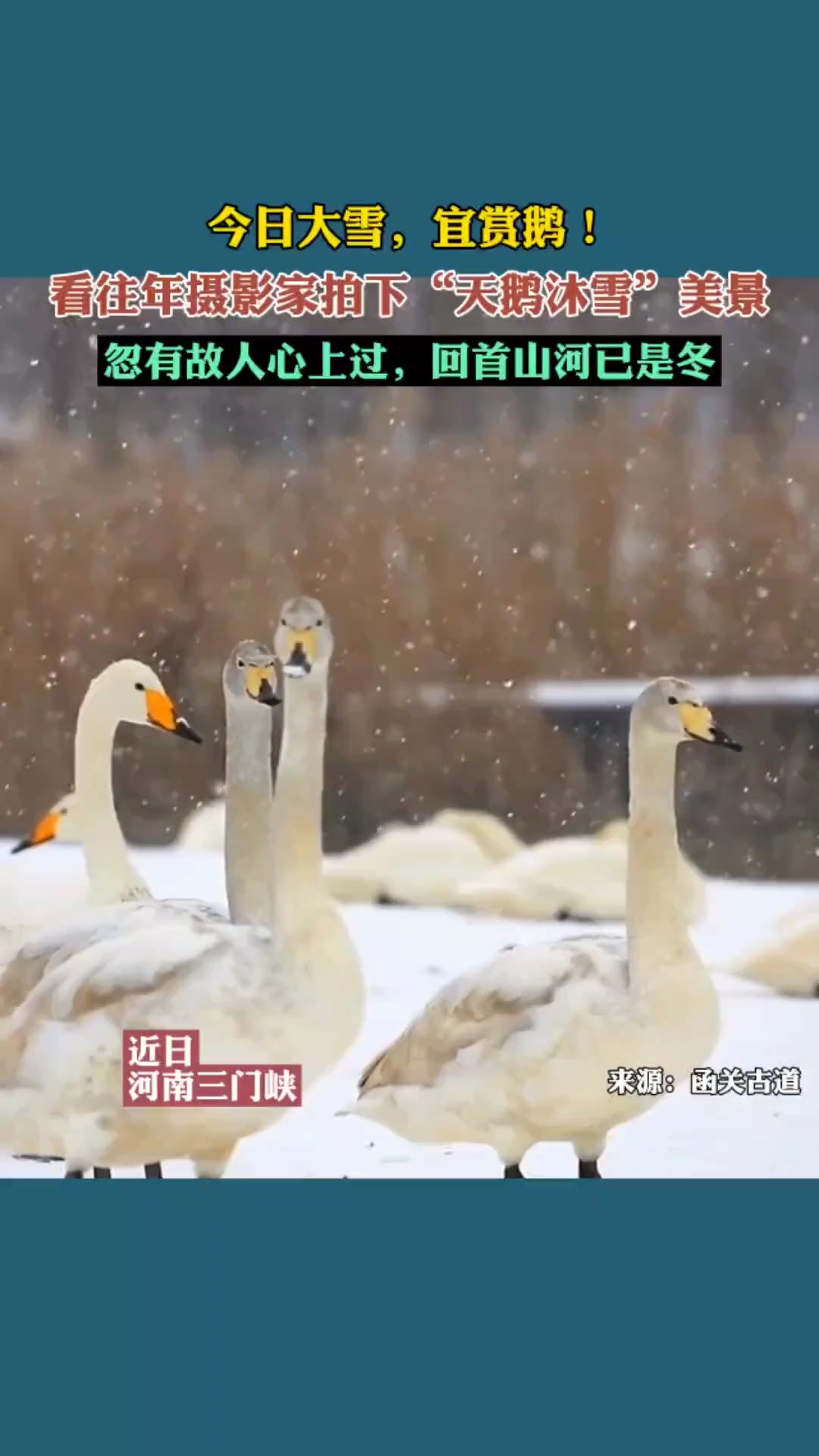 今日大雪,宜赏鹅!来看往年摄影家拍下“天鹅沐雪”美景!#今日大雪 #天鹅湖风景 #浪漫天鹅季#天鹅之城三门峡 #三门峡风景