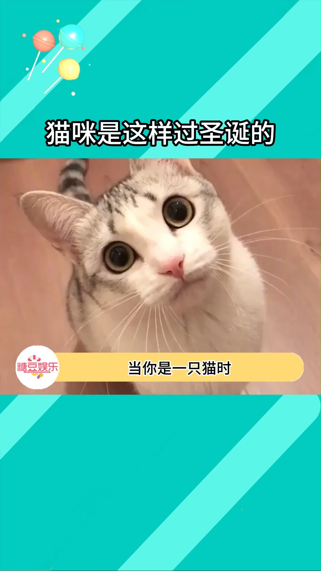 好的,现在我想当一只猫了