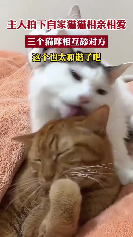 主人拍下自家猫猫相亲相爱三个猫咪相互舔对方