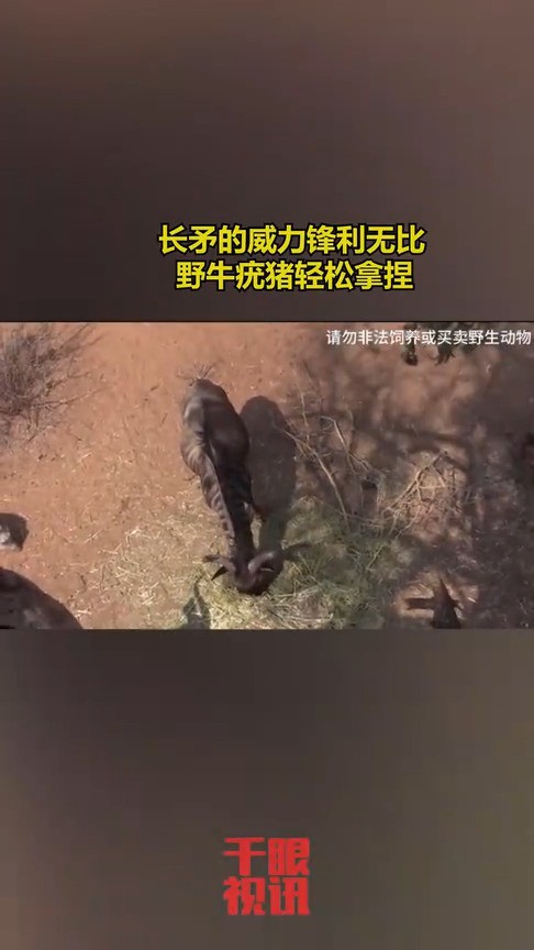 长矛的威力锋利无比,野牛疣猪轻松拿捏