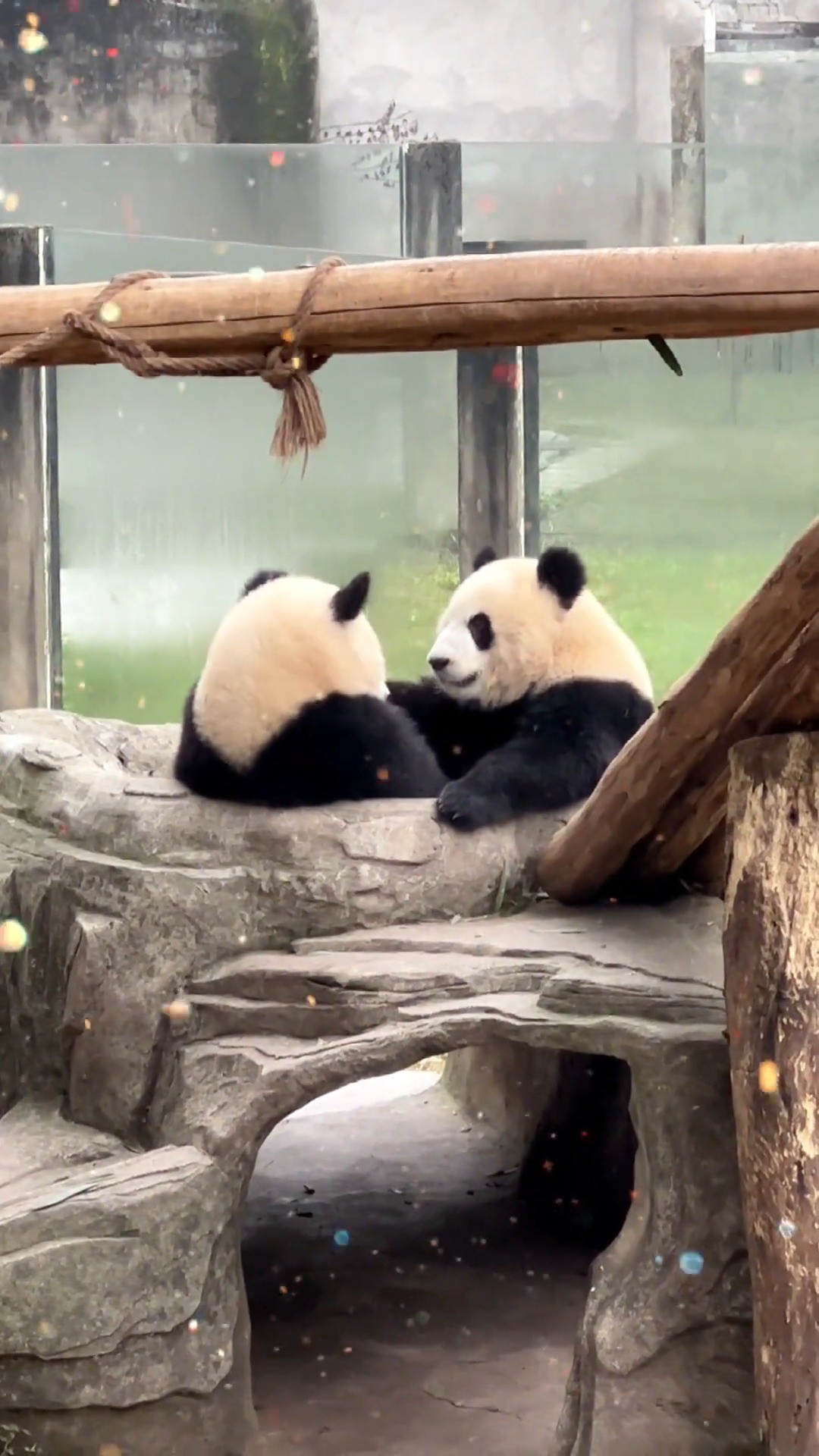 央妈今天来重庆看渝可渝爱啦,#大熊猫渝可渝爱