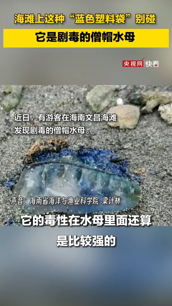 海滩上看到这种“蓝色塑料袋”千万别碰!它是剧毒的僧帽水母,即使死了也能释放毒素(12月9日央视《新闻直播间》)